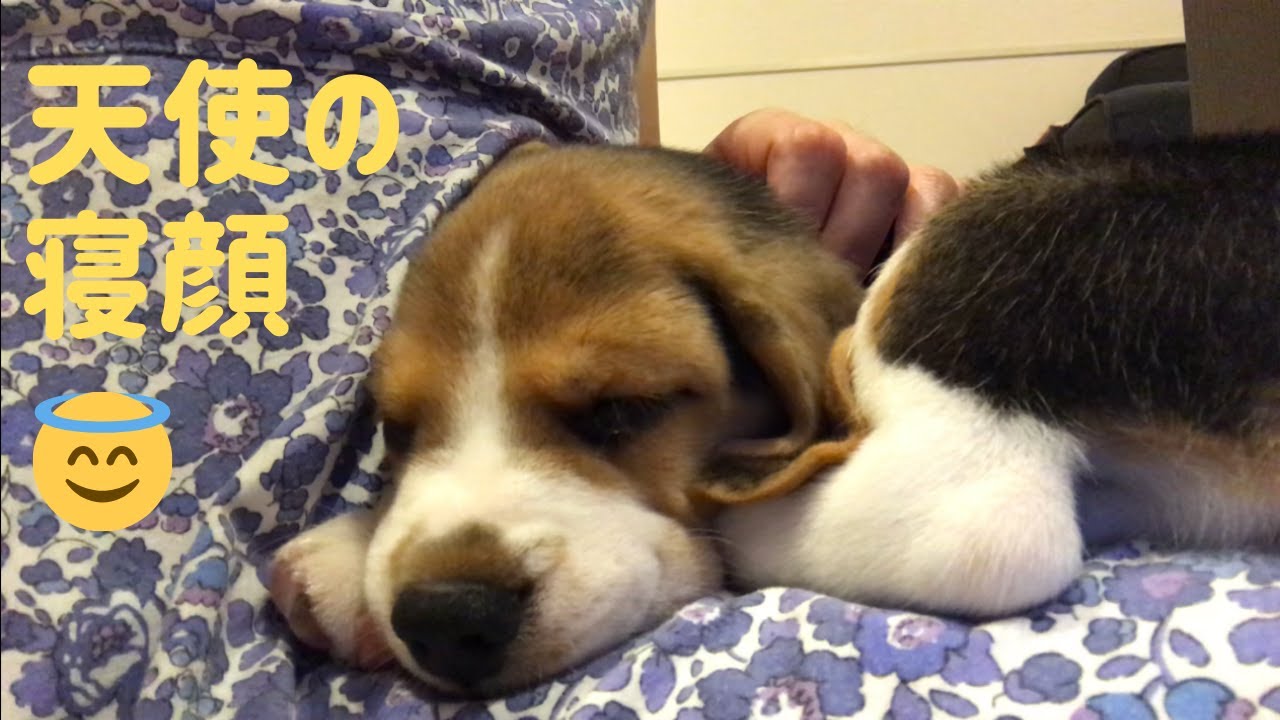 ビーグル セブ 天使のような寝顔がスヌーピーにそっくりな子犬 Youtube ビーグル セブ 天使のような寝顔がスヌーピーにそっくりな子犬 Youtube
