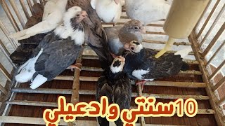 شوفوا طلعت الحمام العصر ولقيت ايه واتعاملت ازى مع الزغاليل من علي المنسي!!