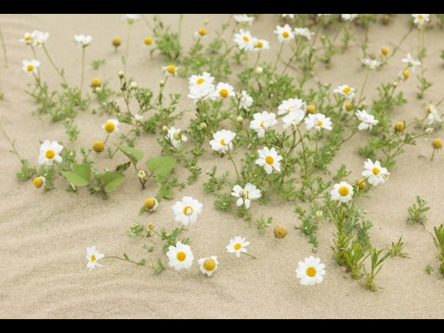 Watch Staying Connected in Times of Stress || Talli Yehuda Rosenbaum on YouTube.