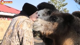 Верблюды, бизоны - Витю любят ВСЕ! Тайган. Camels, bison - everyone loves Vitya! Taigan.