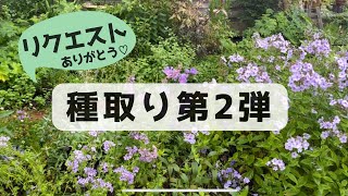 《リクエスト種取り第2弾》宿根草～一年草の種取り！こぼれ種をこぼしましょう／種取り後切り戻す？抜く？／ニゲラ／オルレア／オダマキ／アスペルラ／シノグロッサム／ビスカリア等々