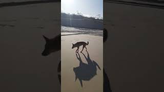 Dingo encounter Fraser Island.