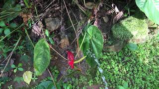Peeing To Flowers Mr. Pee Boy Peeing In Outside
