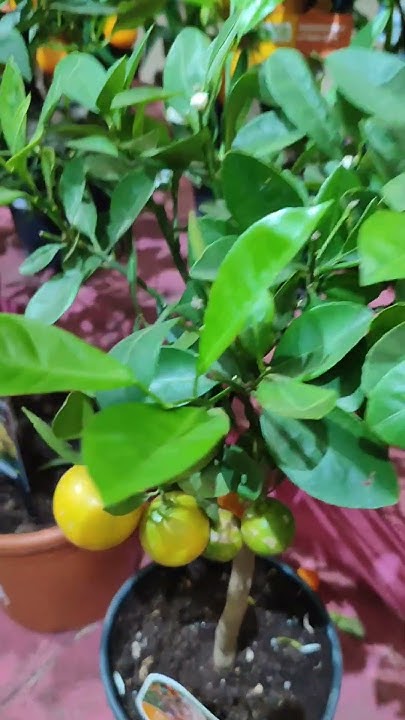 обзор прогулки по флоревиль #комнатныецветы #plants #сад ...