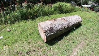 Red oak log weight
