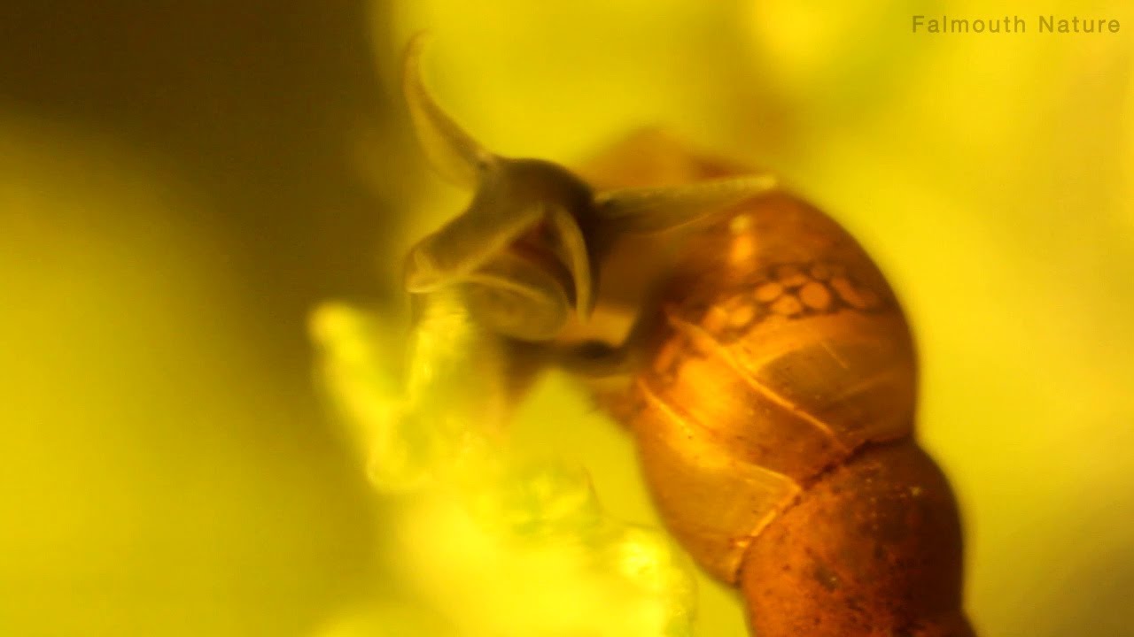 Pond Mud Snail (Omphiscola glabra)