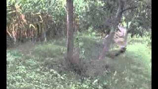 Lov Srednja Trnova 1