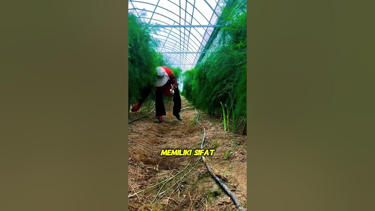 Jenis sayuran yang sangat bermanfaat untuk kesehatan ginjal | sayur asparagus