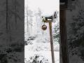 Winter Birds Sounds 4K | ASMR