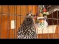 OH YES! Starlings can talk - "It puts hairs on your chest!" - Chrissy a talking starling