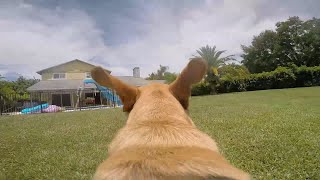 Fetch with my Dog (GoPro Harness) by Sam Gosiewski 2,074 views 8 years ago 1 minute, 35 seconds