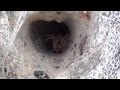 Внимание - ОПАСНОСТЬ! Воронковые пауки Agelenidae - в Гродно