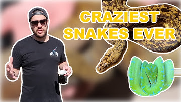 CRAZIEST Snakes I