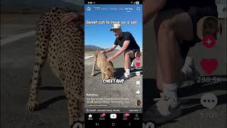 Sweet Cat To Have As A Pet