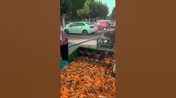 Double-cylinder dry and wet corn thresher, large corn thresher #agriculture #new #happy