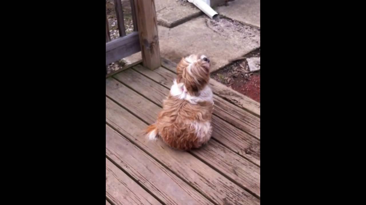 Little dog spins in circles with a red rocket. - YouTube