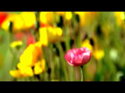 ჩემი დამონტაჟებული ვიდეოები