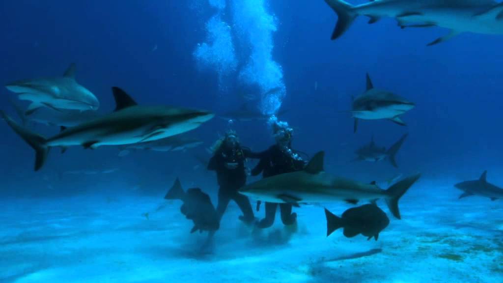 Shark Week 2015 - Тази вечер от 