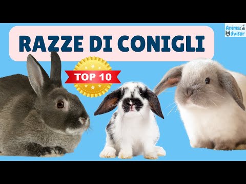 Video: 15 delle migliori razze di conigli domestici