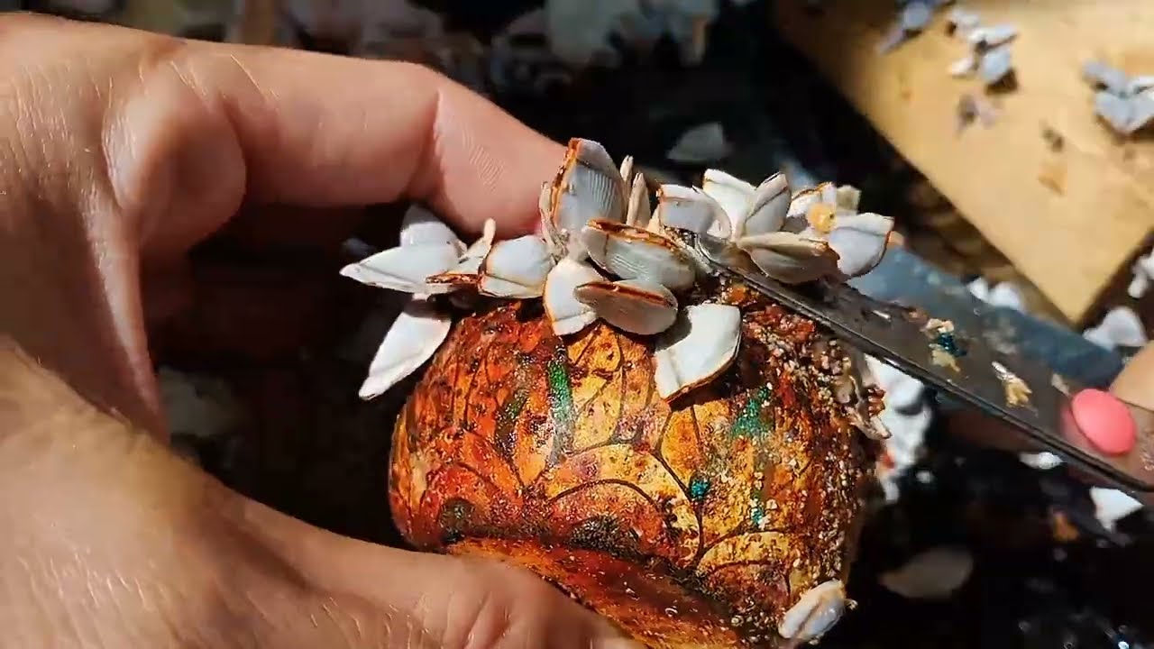 Remove Barnacles ASRM no talking