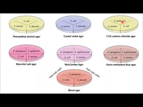 Video: Vad är ett selektivt medel inom mikrobiologi?