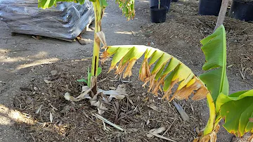 Do banana tree leaves die off?