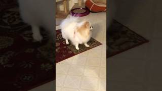 pomeranian playtime: dog barking and running