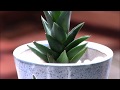 多肉植物Haworthia ハオルチア「秋の気配」Succulent Plants LeeLeeプランツ