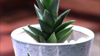 多肉植物Haworthia ハオルチア「秋の気配」Succulent Plants LeeLeeプランツ