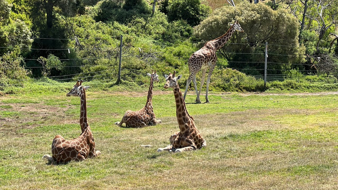 Giraffe at Werribee Open Range Zoo, Melbourne Australia