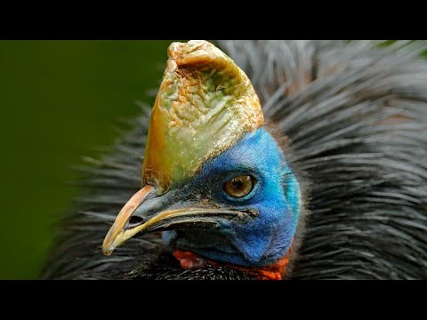 Video: Koja Je Ptica Najveća