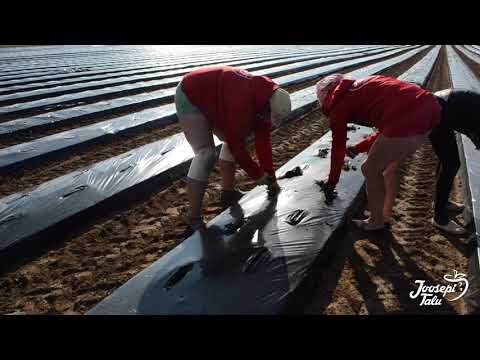 Video: Maasikad: Istanduste Hooldus Pärast Saagikoristust