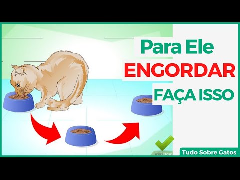 Vídeo: Como Aumentar O Apetite Do Seu Gato