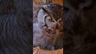 Great Horned Owl nest!