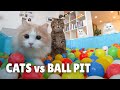 Cats vs Ball Pit | Kittisaurus