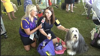 Revisit the 2022 Westminster Kennel Club Dog Show at Lyndhurst Estate in Tarrytown, NY