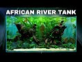 Epic africa aquarium aquascape tutorial w butterfly cichlid  congo tetra