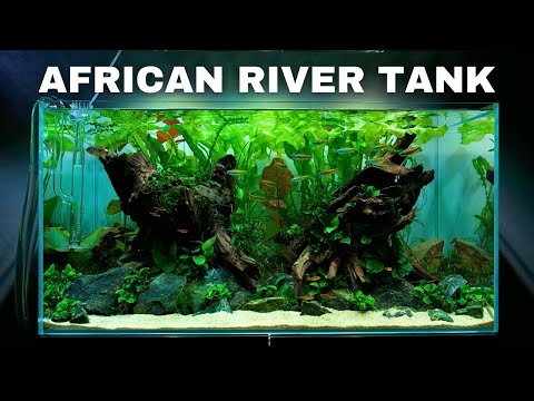 EPIC Africa Aquarium! Aquascape Tutorial w/ Butterfly Cichlid & Congo Tetra