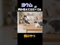 ヨウムが何か覚えてきた#156