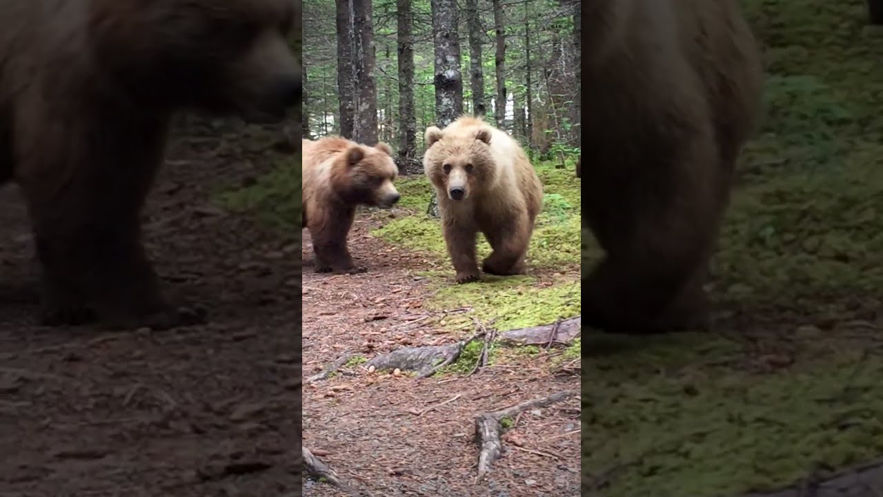 Close Encounter With Alaskan Brown Bears ViralHog