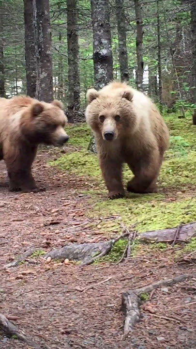 Close Encounter With Alaskan Brown Bears || ViralHog