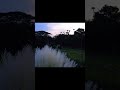 প্রকৃতির কাশফুল #viralvideo #drone #modernfarmer #travel #nature