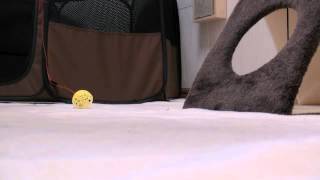 くるねこ大和 胡桃ちゃん769g 20150603