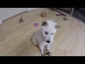 Leo the shiba inu  13 week old puppy showing off his tricks pov