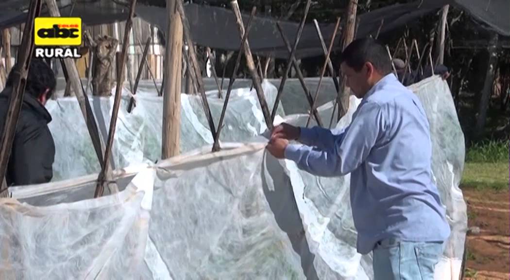 Descubre cómo proteger tus plantas con una manta térmica