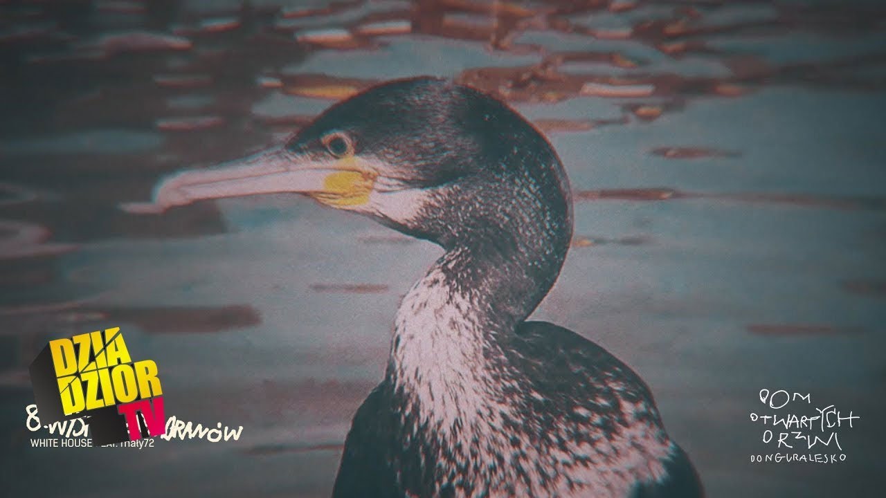 donGURALesko - Wyspa Kormoranów (prod. White House feat. mały72, skr. Dj Kostek) [MASH UP by Lolek]