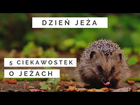 Wideo: Czego Boją Się Jeże?