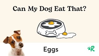 Can Dogs Eat Eggs: Raw and Cooked