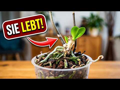 Orchidee ohne Blätter treibt wieder aus – ist sie gerettet?