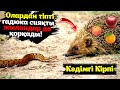 ОЛАРДАН ТІПТІ ГАДЮКА СИЯҚТЫ ЖЫЛАНДАР ДА ҚОРҚАДЫ / ҚАРАПАЙЫМ КІРПІ - ЕПТІ ТІКЕНДІ ҚАРАҚШЫ!